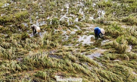 Nông dân xuống đồng vớt vát lúa nảy mầm sau mưa bão