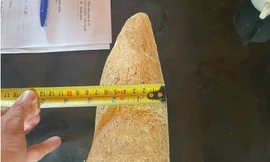 Nhặt được vật nghi ngà voi dưới sông rồi rao bán trên mạng