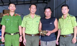 Rùa núi vàng 2kg bò vào vườn nhà dân