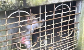 Khỉ hoang dã phá khu dân cư, người dân bắt giao nộp về Vườn Quốc gia