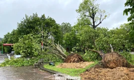 Trả lại không gian linh thiêng của di tích Truông Bồn sau bão