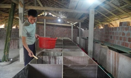 Xây dựng mô hình kinh tế giỏi từ nguồn vốn 5 triệu đồng