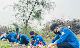 Thanh niên trồng cây khôi phục hệ sinh thái sau bão, lắp đặt hệ thống đường điện