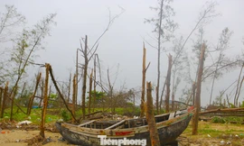 Rừng phòng hộ ven biển xác xơ sau hai đợt bão liên tiếp