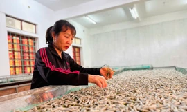 Nghề nuôi tằm, hướng đi làm giàu mới cho người dân Hà Tĩnh