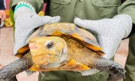 Hai cá thể rùa quý hiếm được phát hiện trong khuôn viên ngôi đền