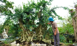 Chiêm ngưỡng vườn bonsai giá tiền tỷ ở Hà Tĩnh