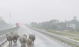 Đàn trâu thả rông ‘tung tăng’ trên cao tốc Bắc - Nam