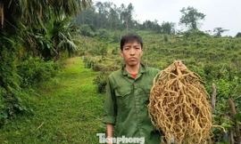 'Đổi vận' cho vùng đất đồi bỏ hoang từ cây ba kích