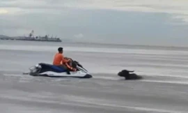 Giải cứu đàn trâu trôi dạt trên biển Cửa Lò