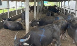 Phát hiện xe tải chở hàng chục con trâu, bò không rõ nguồn gốc