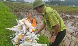 Kiểm lâm Nghệ An lý giải việc khó ngăn chặn vấn nạn tận diệt chim trời