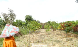 Bão tan, nước rút, nắng lên, nhưng cả làng cây cảnh lo mất Tết