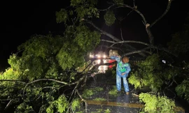  Nghệ An: Cây đổ, nhà sập, 5 người thương vong do ảnh hưởng cơn bão số 3