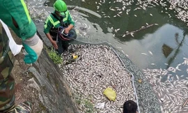 Giăng lưới vớt cá chết nổi trắng trên kênh hào thành cổ Vinh