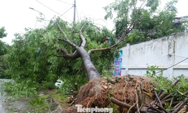 Bão số 5 khiến 33.000 cây bị gãy, đổ ở Nghệ An