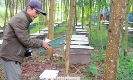 Hướng thoát nghèo của người dân miền núi Nghệ An