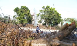 Gần 3 tuần sau bão, cây xanh gẫy đổ vẫn nằm la liệt vỉa hè, lòng đường