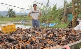 Hàng vạn con gà chết trong chuồng do mưa bão, nhiều chủ trại trắng tay