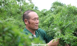 Cựu binh thoát nghèo từ cây đinh lăng, trở thành 'người có công tiêu biểu khắc phục khó khăn'
