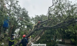 Gió bão 'cuồng nộ', phố ở Nghệ An la liệt cây đổ