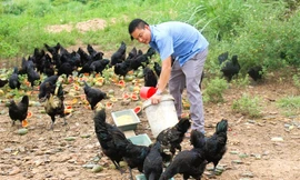 Kỳ vọng thoát nghèo từ mô hình sinh kế nuôi gà đen 