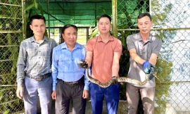 Trăn quý hiếm mắc lưới tại vườn nhà dân