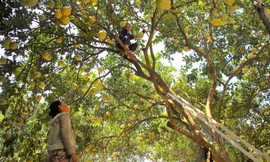 Loại cây xóa đói giảm nghèo ở vùng 'rốn lũ' Hà Tĩnh