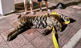 Tự chế khoang trên nóc xe khách để cất giấu cá thể hổ nặng khoảng 200kg