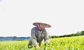 Loại cây giúp người dân vùng biên Hà Tĩnh thoát nghèo