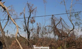 Nhiều diện tích keo tràm gãy đổ, chết khô sau bão