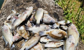 Cá chết nổi trắng tại hồ điều hòa công viên trung tâm ở Hà Tĩnh