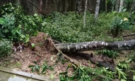 Bão số 5 quật gãy hơn 3.500 gốc trầm, thiệt hại trên 6 tỷ đồng