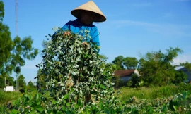 Nhiều hộ dân ở Hà Tĩnh thoát nghèo từ trồng một loại cây trên đất cằn cỗi