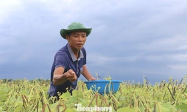 Hướng làm giàu từ giống đậu mới trên đất Hà Tĩnh
