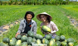 Khởi nghiệp trồng giống dưa lạ, livestream giữa ruộng 'chốt đơn mỏi tay'