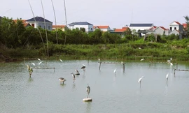 Mùa chim di cư và những cái bẫy vô hình