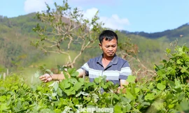 Cây trồng '3 lợi ích' giúp nông dân thoát nghèo