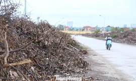 Rác cây xanh chất cao như đồi nhỏ giữa phố Nghệ An