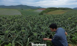 Vùng đất cằn và loài cây đầy bản lĩnh trước bão giông