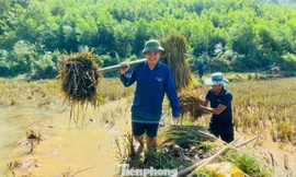 'Áo xanh' dọn dẹp trường lớp, giúp người dân gặt lúa sau bão lũ