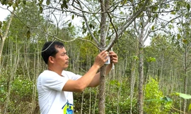 Đàn hương bén rễ trên đất đỏ giúp người dân thoát nghèo