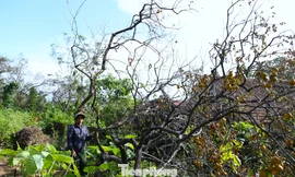 Hồng cổ thụ bật gốc sau bão, nông dân “mất ăn, mất ngủ”