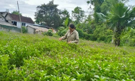 Cây dược liệu giúp bà con vùng cao thoát nghèo