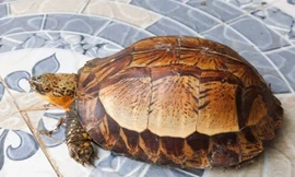 Nhặt rùa hộp trán vàng quý hiếm trên đường