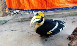 Chim lạ quý hiếm bay lạc vào nhà dân ở Nghệ An