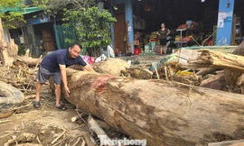 Hàng loạt cây gỗ khủng kẹt lại trên đường sau lũ
