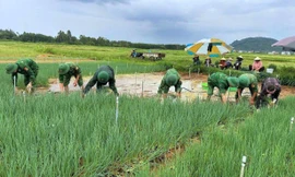 Vựa rau lớn nhất tỉnh Nghệ An ngập nặng, bộ đội cùng dân lội nước vớt vát mùa rau