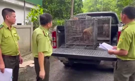 Người dân giao nộp nhiều cá thể động vật hoang dã rùa núi vàng, khỉ