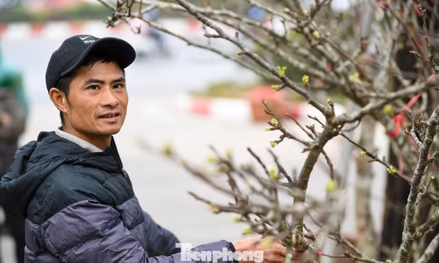 Theo chân tiểu thương ăn ngủ cùng đào quất ở chợ hoa Tết Hà Nội